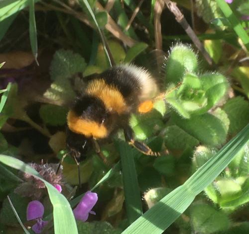 Réf. 277 494 : Bombus hortorum